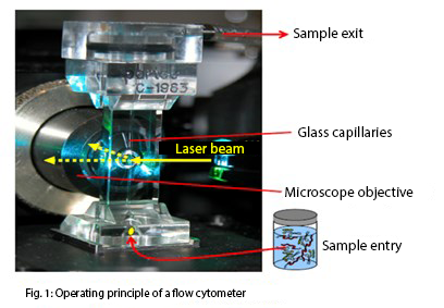 durchflusszytometer abbildung1 ENG