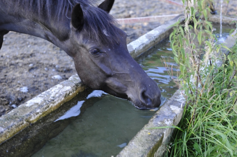 Eggermann Horse Pension - the horses&#039; well-being is top priority