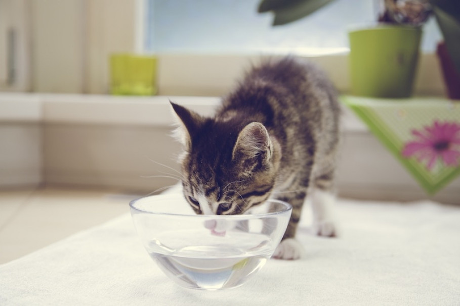 &quot;Tiger&quot; adore l&#039;eau GRANDER  ...