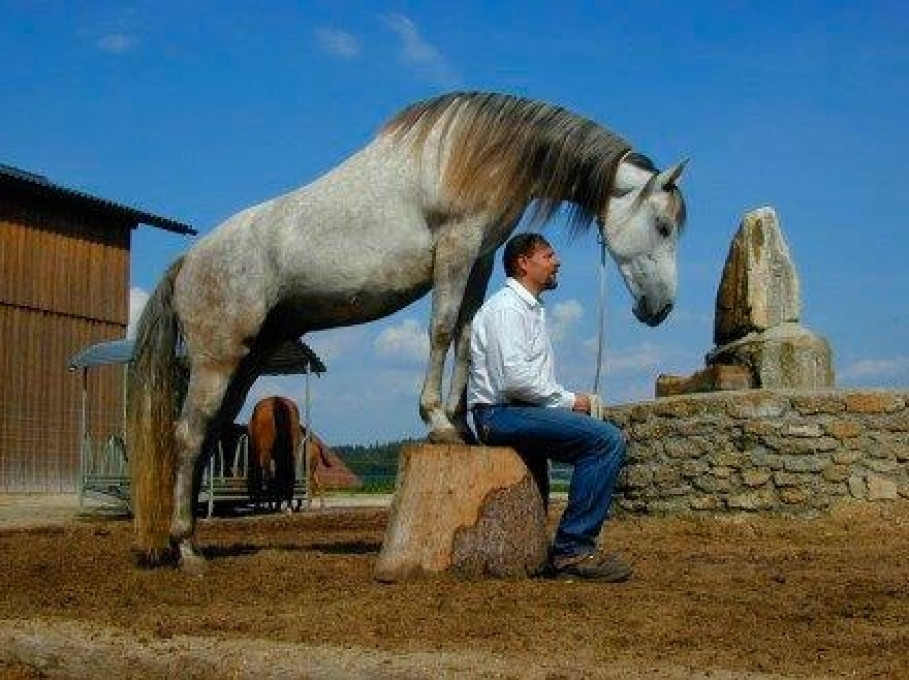 Horse Bodyforming, Waldenstein, www.horse-bodyforming.com