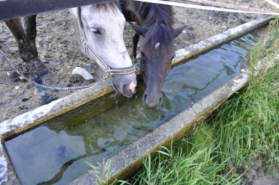 GRANDER: Gesunde Tiere durch belebtes Wasser