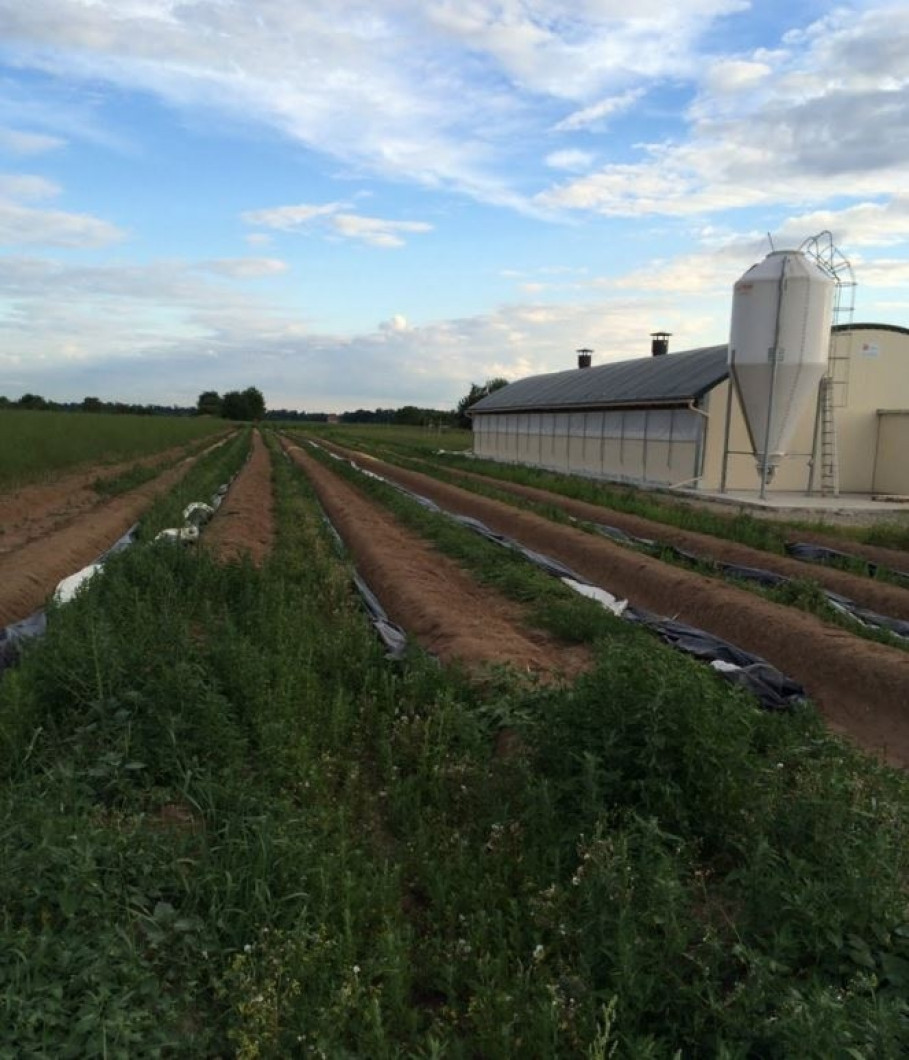 Asparagus fields at the Hirsch Farm in Hoerdt