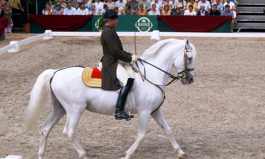 Lipizzaner trinken GRANDER-Wasser