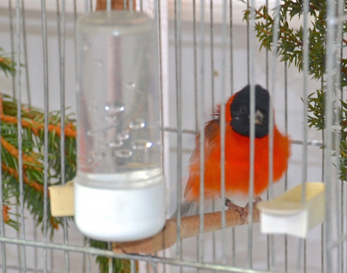 Vogelzucht mit GRANDER Wasser