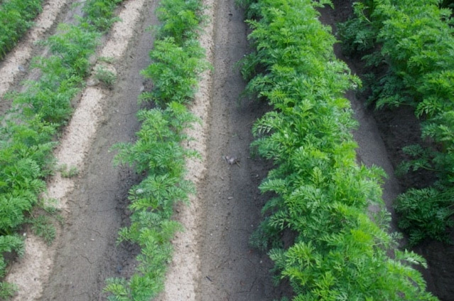 Kematen Tyrol 2013.  Same type, similar date of planting.  On right, AgroArgentum® revitalized with GRANDER water, on left without.