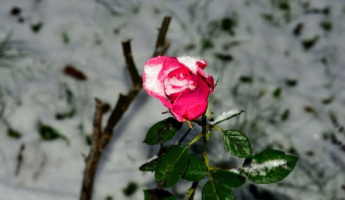 GRANDER®-Wasserfoto des Monats 12/2022